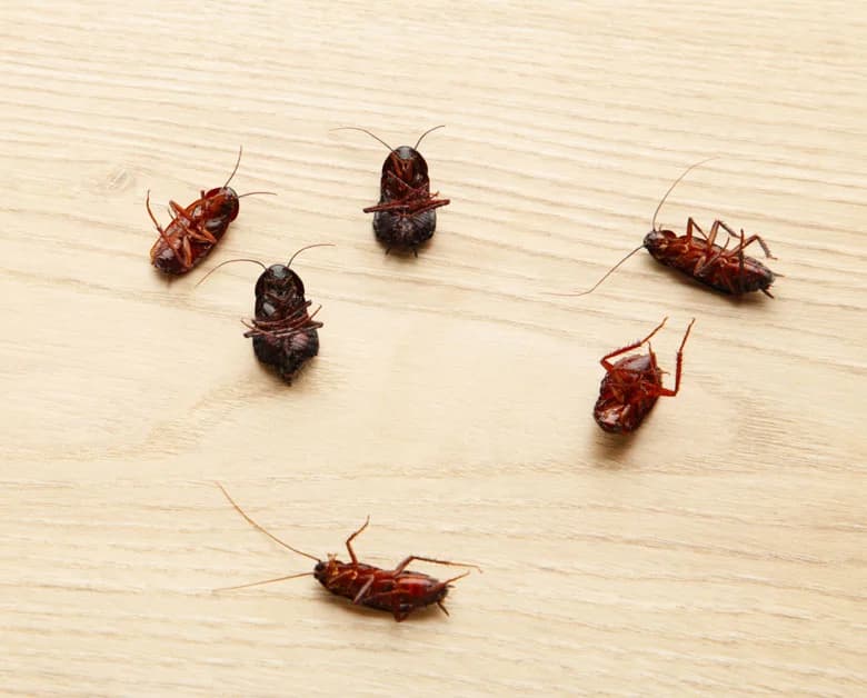 Cockroach Control