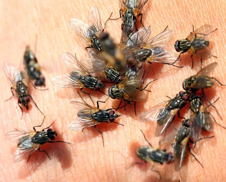 Housefly Control
