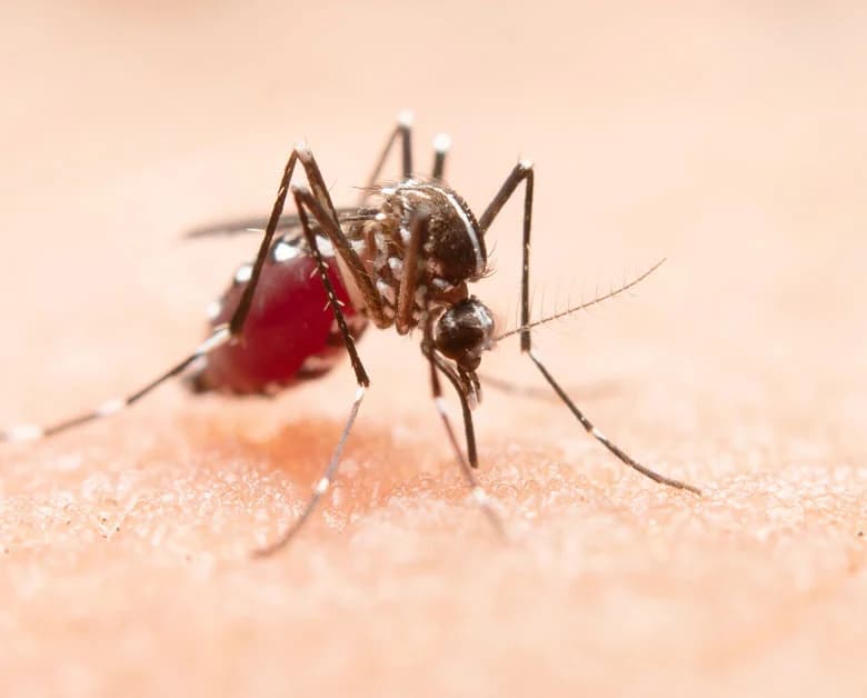 Mosquito Control