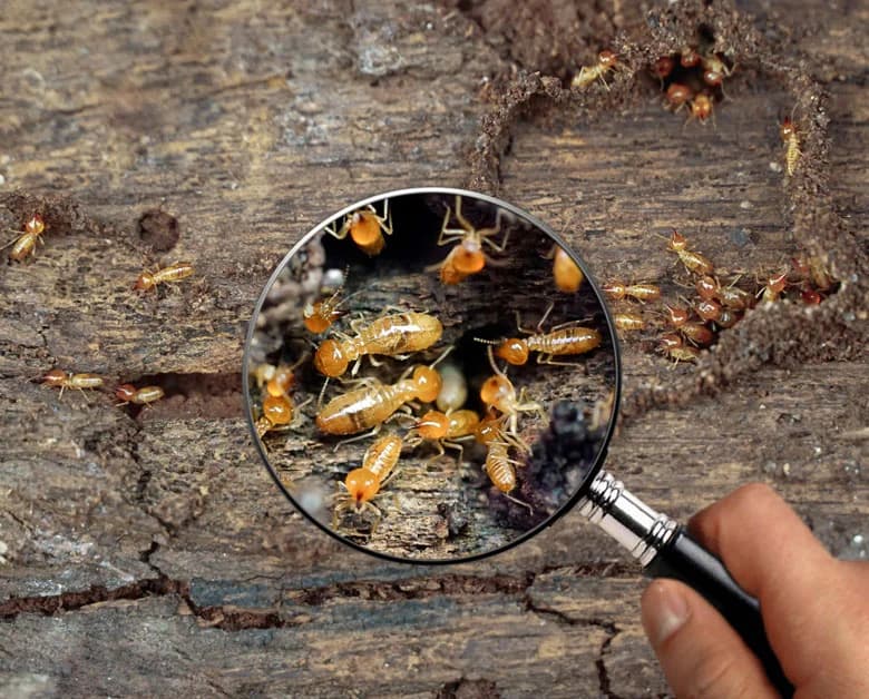 Termites Control
